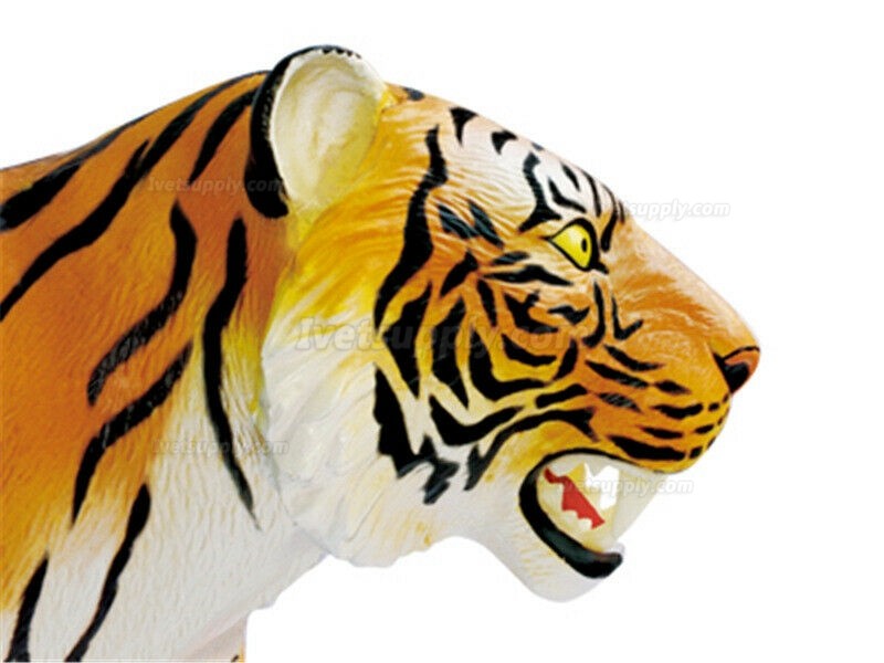 Tiger Anatomy Science And Education Assembled Model Teaching Model